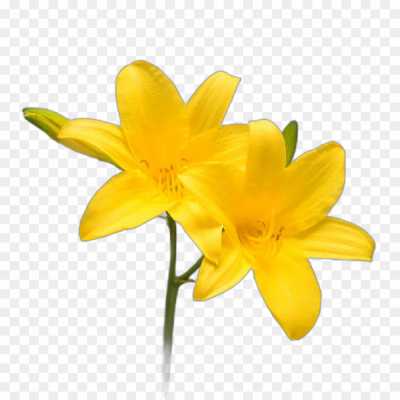 lily-flower-yellow-Isolated-Transparent-HD-PNG-DKOT34OC.png
