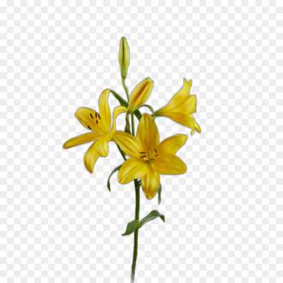 lily-flower-yellow-Isolated-Transparent-PNG-8OY4MBP8.png PNG Images Icons and Vector Files - pngsource