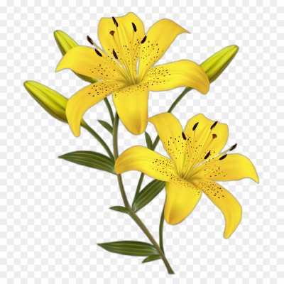 lily-flower-yellow-No-Background-PNG-Image-TTEMQ7L8.png PNG Images Icons and Vector Files - pngsource