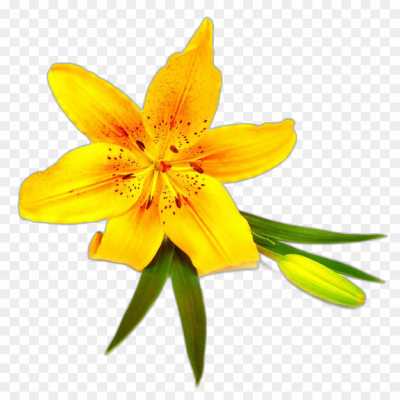 lily-flower-yellow-Transparent-Isolated-HD-Image-PNG-GQ0F9UZM.png
