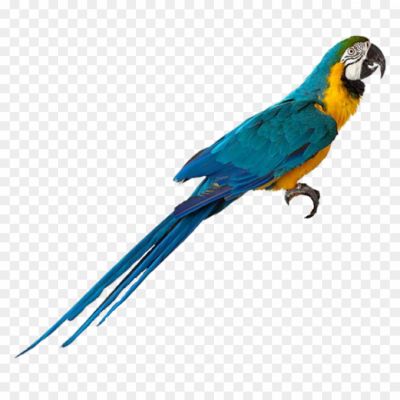 Colorful, Tropical, Intelligent, Vocal, Macaw Parrot, Feathers, Beak, Vibrant, South America, Pet, Endangered, Long Lifespan, Social, Flock, Mimicry, Acrobatic, Playful, Large, Intelligent, Vibrant Plumage.