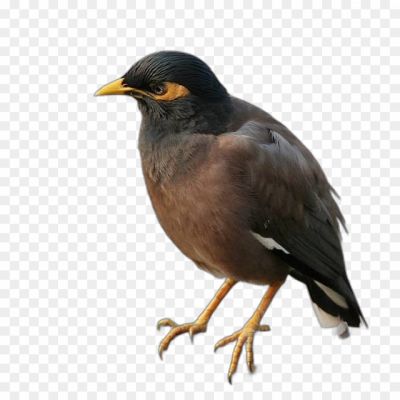 Maina, Bird, Indian, Myna, Acridotheres tristis, Songbird, Mimicry, Vocalization, Intelligence, Wildlife, Feathers, Beak, Crest, Perching, Nesting, Breeding