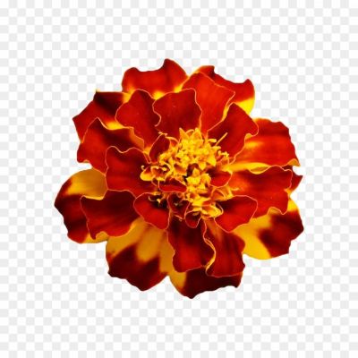 Marigold Flower, Hajari, Hajara