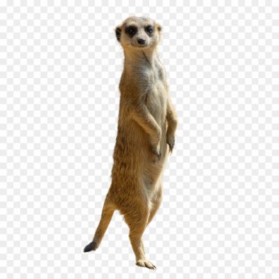Meerkat, Mongoose, Small Mammal, Suricate, Desert, Africa, Group, Burrows, Sentry Behavior, Alertness, Social, Wildlife, Curious, Foraging, Adaptation, Cute, Standing, Omnivore, Family.