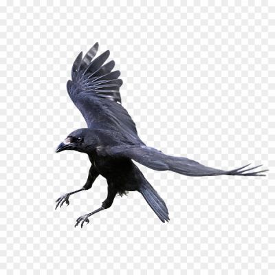 Walking Crow, Black Bird, Avian, Intelligent, Scavenger, Feathers, Beak, Wings, Cawing, Foraging, Adaptation, Urban Wildlife, Communal, Social, Smart, Flight, Roosting, Omnivorous, Corvid, Common Crow, Nature's Clean-up Crew.