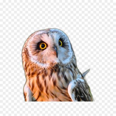 Owl, White owl, Bird, Nocturnal, Predator, Silent flight, Feathers, Beak, Talons, Eyes, Ears, Hooting, Screeching, Hunting, Camouflage, Adaptation, Conservation