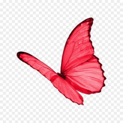 butterfly, fly-titli, monarch, pinkbutterlfy, butterflies