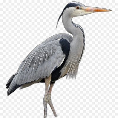 Bird, Waterbird, Seabird, Coastal, Fishing, Large, Beak, Webbed feet, Flight, Soaring, Ocean, Wildlife, Feathers, Plumage, Pouch, Diving, Conservation, Avian
