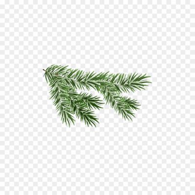 pine-branch-png-free-download-pine-tree-branch-isolated-Pngsource-UF0C2AEM.png