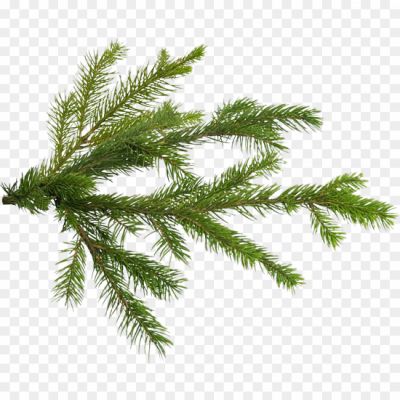 pine-tree-branch-fir-no-background-Pngsource-GFWOX6WD.png