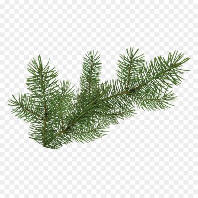 pine-tree-branch-pine-branch-graphics-hd-png-Pngsource-IDVPW8BB.png