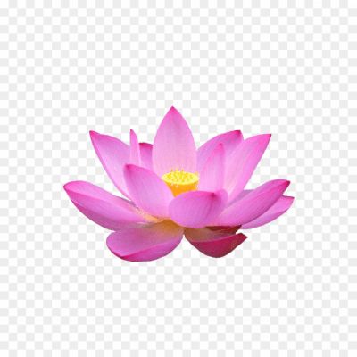 Lotus Flower, Nelumbo Nucifera, Water Lily, Aquatic Plant, India's National Flower, Purity, Beauty, Enlightenment, Rebirth, Sacred Symbol, Spiritual Significance, Pink, White, Red, Aquatic Habitat, Floating Leaves, Aquatic Ecosystem, Meditation, Divine, Tranquility.