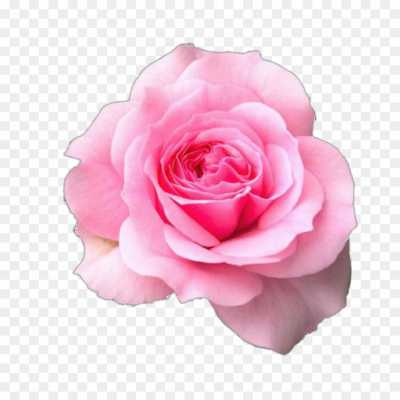 pink-rose-flower-Clip-Art-PNG-97U8STKE.png