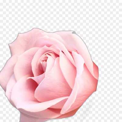 pink-rose-flower-HD-Image-PNG-Isolated-GN1LC4SP.png