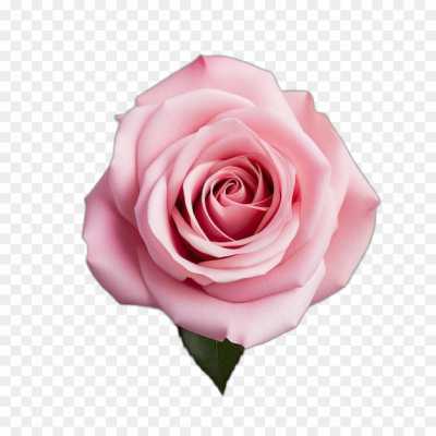 pink-rose-flower-HD-Image-PNG-Isolated-R3CX789C.png