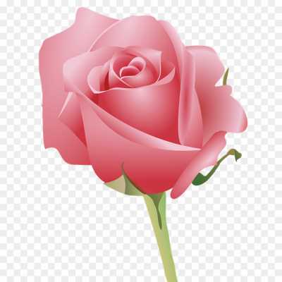 pink-rose-flower-High-Quality-Isolated-PNG-U8WE1FZT.png