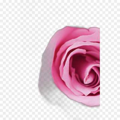pink-rose-flower-High-Resolution-Transparent-Image-PNG-30DULXLF.png