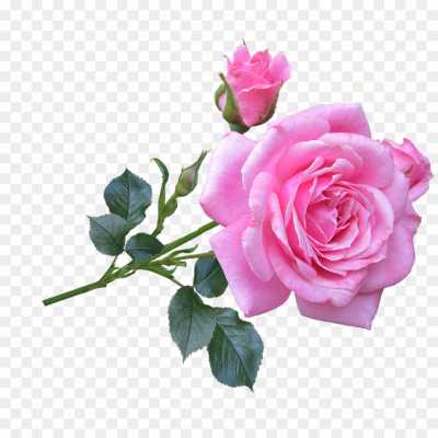 pink-rose-flower-High-Resolution-Transparent-Isolated-PNG-483B1UJF.png