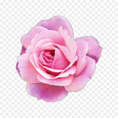 pink-rose-flower-High-Resolution-Transparent-Isolated-PNG-VYSF8CXE.png