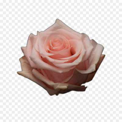 Pink Rose Flower No Background Transparent PNG KCOPCILK - Pngsource