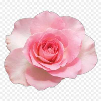 pink-rose-flower-PNG-Clip-Art-FGOPGF58.png