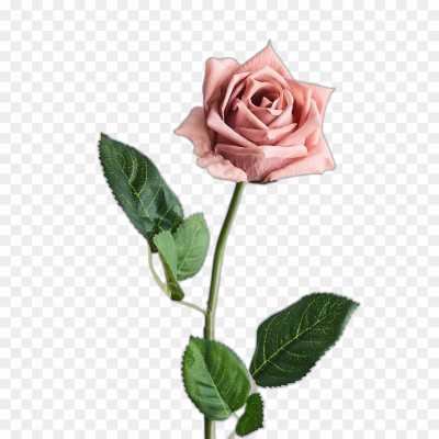 pink-rose-flower-Transparent-High-Resolution-PNG-8NB3C158.png