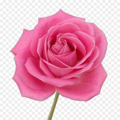 pink-rose-flower-Transparent-Image-HD-PNG-YHXZOI8W.png