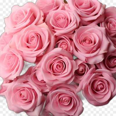 pink-rose-flower-Transparent-Image-PNG-Download-I1QUGENS.png