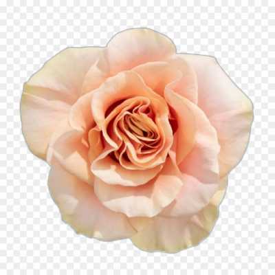 pink-rose-flower-Transparent-Image-PNG-Download-J1J9OR7N.png