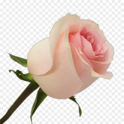 pink-rose-flower-Transparent-Isolated-Image-PNG-Z7S1FUQ5.png