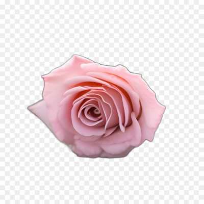 pink-rose-flower-Transparent-Isolated-PNG-0C3DG6AW.png