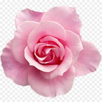 pink-rose-flower-Transparent-Isolated-PNG-TYFV5M2P.png