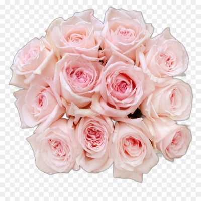 pink-rose-flower-Transparent-Isolated-PNG-UVUAUB3Q.png