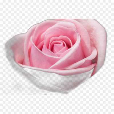 pink-rose-flower-Transparent-PNG-Isolated-FF15GY8F.png