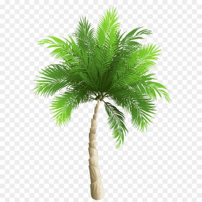 png-clipart-coconut-arecaceae-transparent png image HD _8298389.png