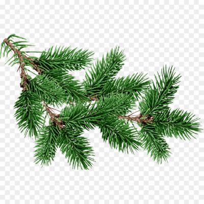 png-clipart-green-tinsel-fir-pine-tree-free-christmas-tree-branch-Pngsource-TX3QXQN9.png PNG Images Icons and Vector Files - pngsource