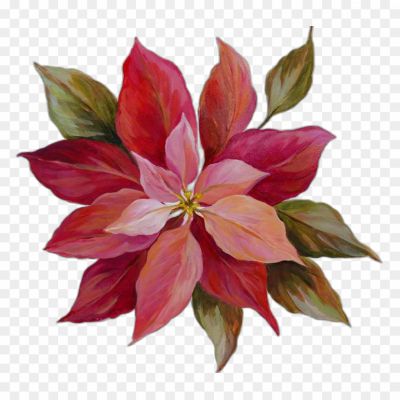 poinsettia-flower-Pngsource-LVYXHPD5.png PNG Images Icons and Vector Files - pngsource
