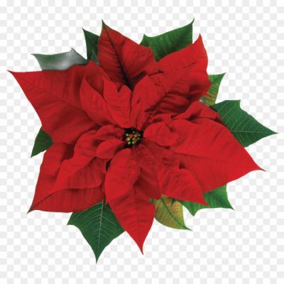 poinsettia-flower-large-Pngsource-BRH9LEEW.png