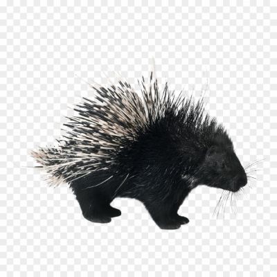 porcupine png image_2903902.png PNG Images Icons and Vector Files - pngsource