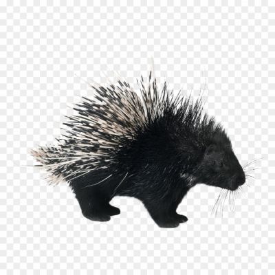 porcupine png image_2903902.png