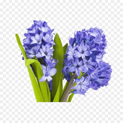 purple_hyacinth_png_by_thy_darkest_hour-png-830802.png