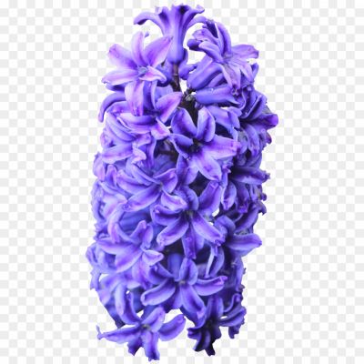 purple_hyacinth_png_by_thy_darkest_hour-png-8328320802.png