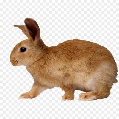 Rabbit 1 Png - Pngsource