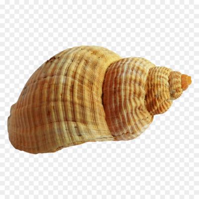 sea shell-png-transparent-background-sea-shell-png_290932090030.png