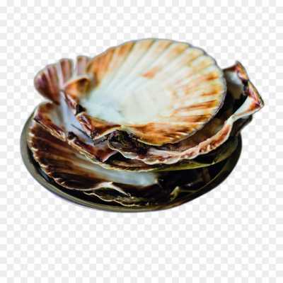 seashell-backing-High-Resolution-Image-PNG-BP5GGMYX.png