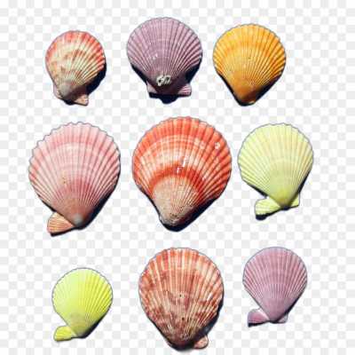 seashell-backing-High-Resolution-Transparent-Isolated-PNG-4SCBTGTV.png