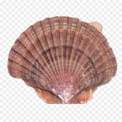 seashell-backing-Isolated-HD-Image-PNG-2EACFW4S.png