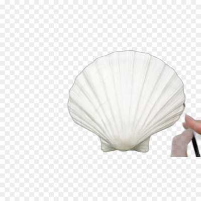 seashell-backing-Isolated-HD-Image-PNG-4VHRAL66.png