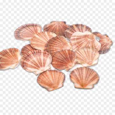 seashell-backing-Isolated-HD-Image-PNG-8KJT74WF.png