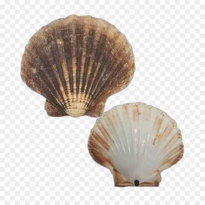 seashell-backing-Isolated-Transparent-High-Resolution-PNG-QEIMDKMJ.png